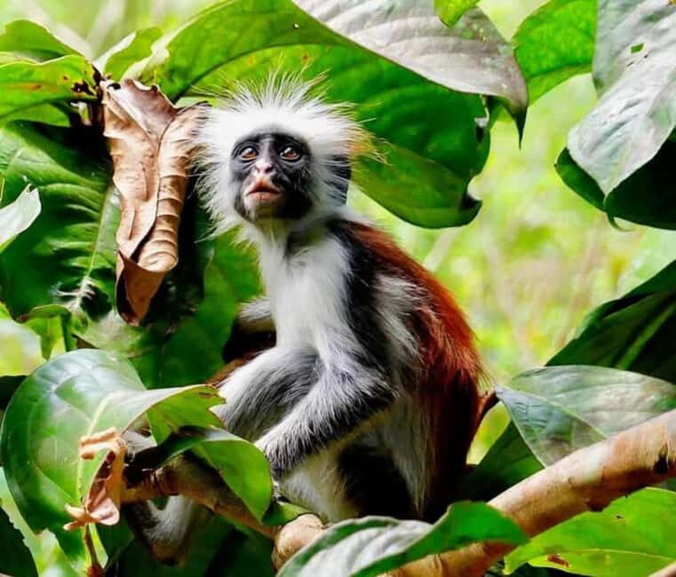 Zanzibar: Jozani Forest and Salaam Cave Tour - Final Thoughts: Is It Worth It?