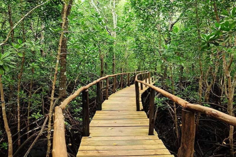 Zanzibar: Jozani Forest and Sea tortoises sanctuary Tour - Final Thoughts: Who Will Love This Tour?