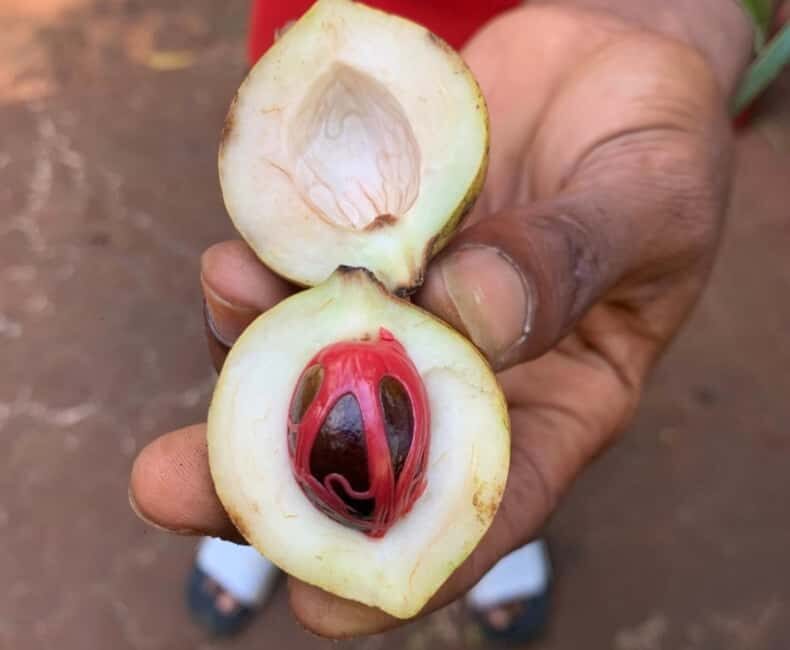 Zanzibar: Jozani Forest and Spice Farm expert Tour - Key Points