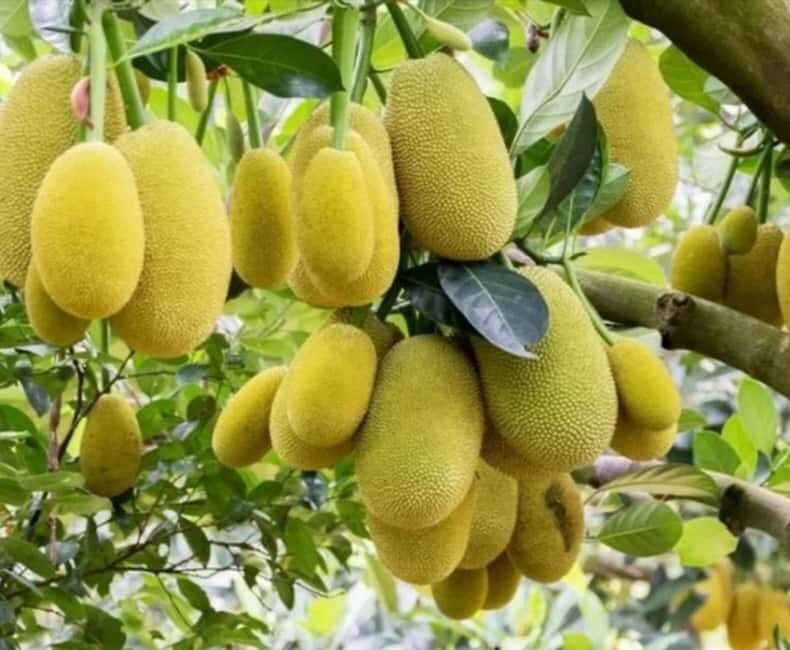 Zanzibar: Jozani Forest and Spice Farm expert Tour - Exploring the Details: The Jozani Forest and Spice Farm Tour