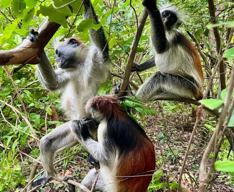 Zanzibar: Jozani Forest and Spice Farm Tour with local lunch - Zanzibar: Jozani Forest and Spice Farm Tour with Local Lunch