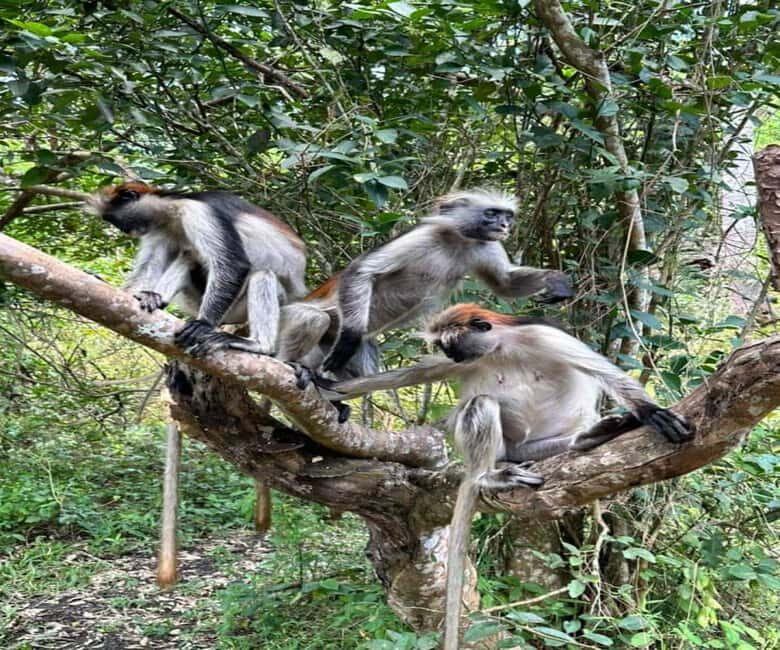 Zanzibar: Jozani Forest and Spice Farm Tour with local lunch - Key Points