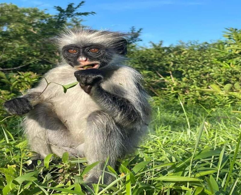 Zanzibar: Jozani Forest and Spice Farm Tour with local lunch - Detailed Breakdown of the Itinerary