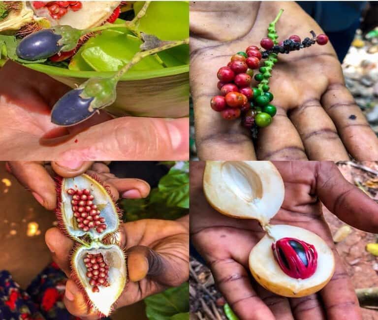 Zanzibar: Jozani Forest and Spice Farm Tour with local lunch - The Value of This Tour