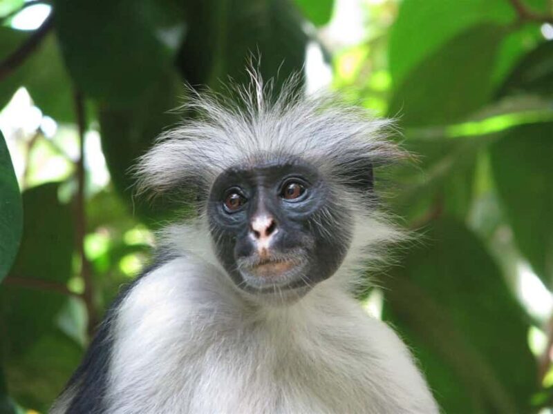 ZANZIBAR: Jozani forest and Spice farm with cooking class - Authentic Experiences and Hidden Details