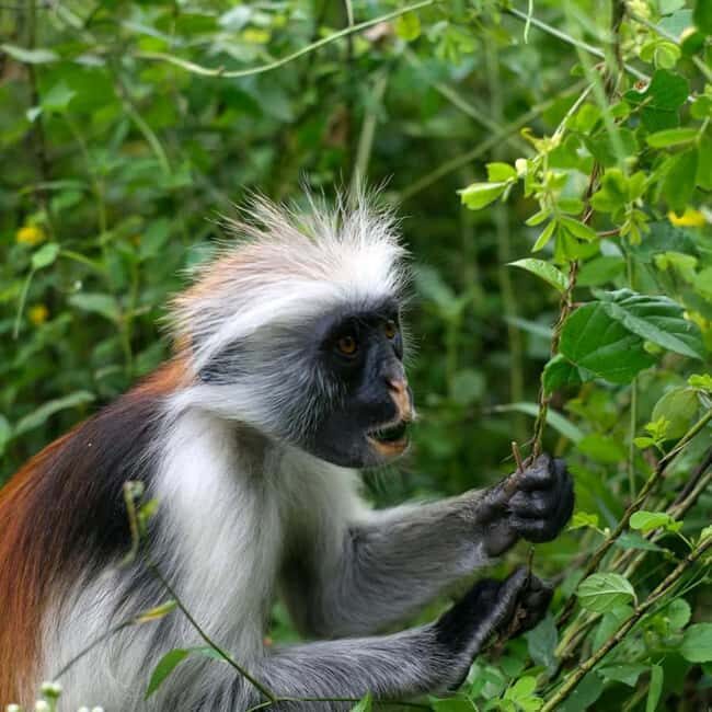 ZANZIBAR: Jozani Forest and Turtle Sanctuary Tour - Experience Provider and Customer Insights