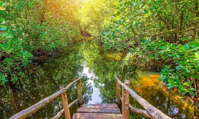ZANZIBAR: Jozani Forest and Turtle Sanctuary Tour - Final Thoughts