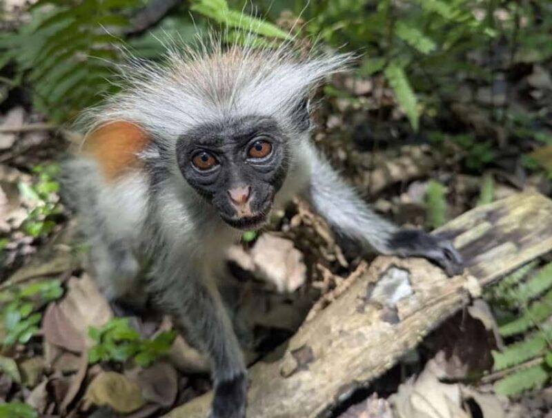 Zanzibar: Jozani forest, Blue Lagoon, Starfish & The Rock - What’s Included and What’s Not?