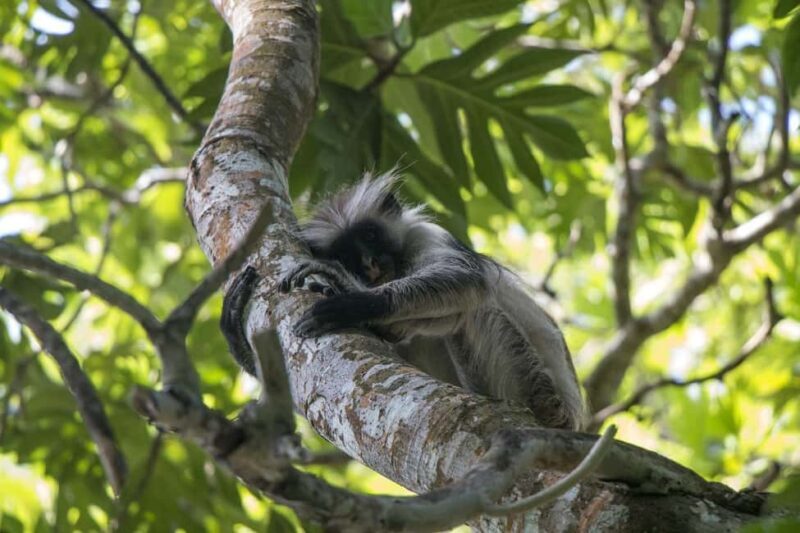 Zanzibar - Jozani Forest & Blue Lagoon trip - Exploring the Itinerary