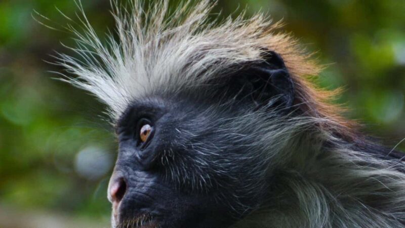 Zanzibar: Jozani Forest, Butterfly and reptiles park tour. - Exploring Jozani Forest: The Heart of the Experience
