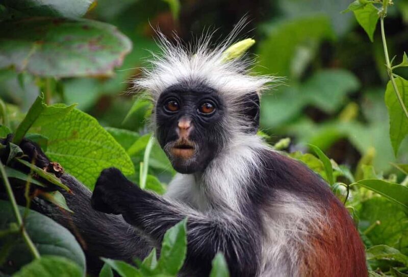 Zanzibar: Jozani Forest, Butterfly and reptiles park tour. - Practical Details & Why It Matters