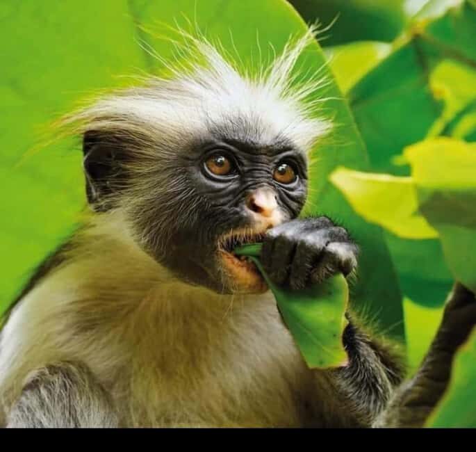 Zanzibar: Jozani forest, Butterfly center and Mtende beach - Key Points