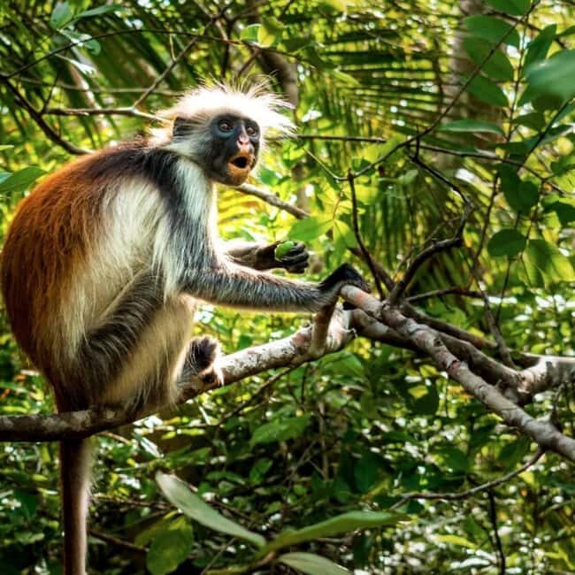 Zanzibar: Jozani forest, Butterfly center and Mtende beach - Exploring Jozani Forest – A Walk Through Zanzibars Green Heart