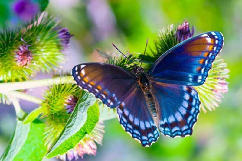 Zanzibar: Jozani forest, Butterfly center and Mtende beach - Mtende Beach – Quiet Shores and Stunning Views