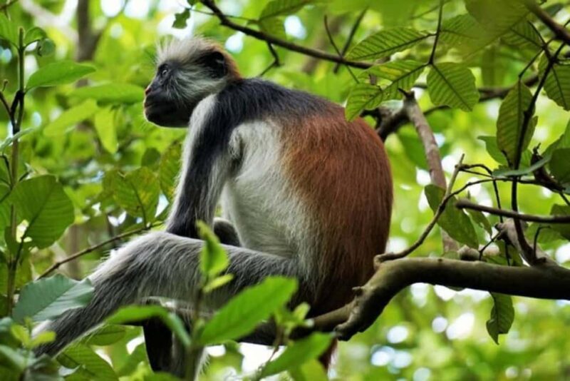 Zanzibar: Jozani forest, Butterfly center and Mtende beach - Final Thoughts: Is This Tour Worth It?