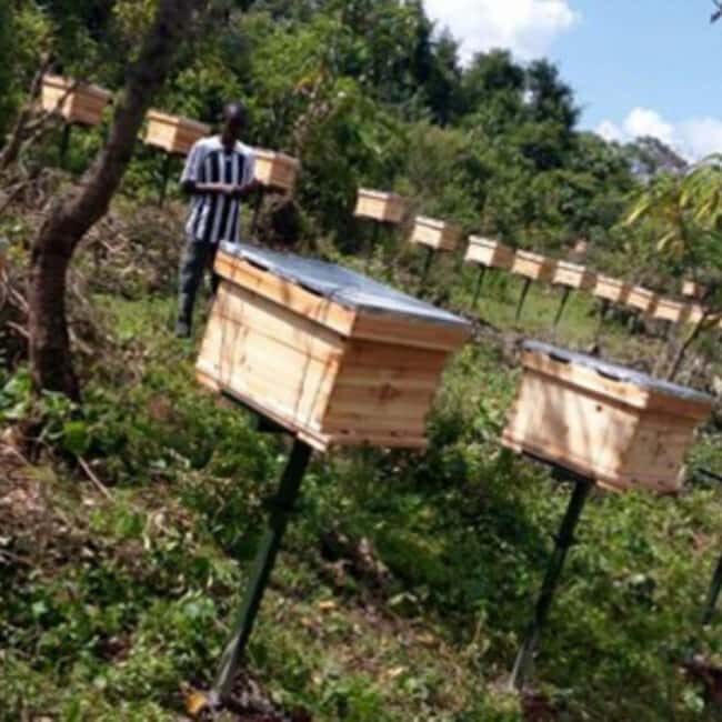 Zanzibar: Jozani Forest, Butterfly Center, & Beekeeping Tour - Key Points