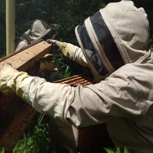 Zanzibar: Jozani Forest, Butterfly Center, & Beekeeping Tour - Learning at the Zanzibar Beekeeping Association (ZABA)