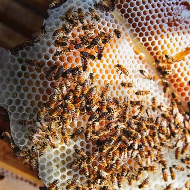 Zanzibar: Jozani Forest, Butterfly Center, & Beekeeping Tour - Practical Details & Tips