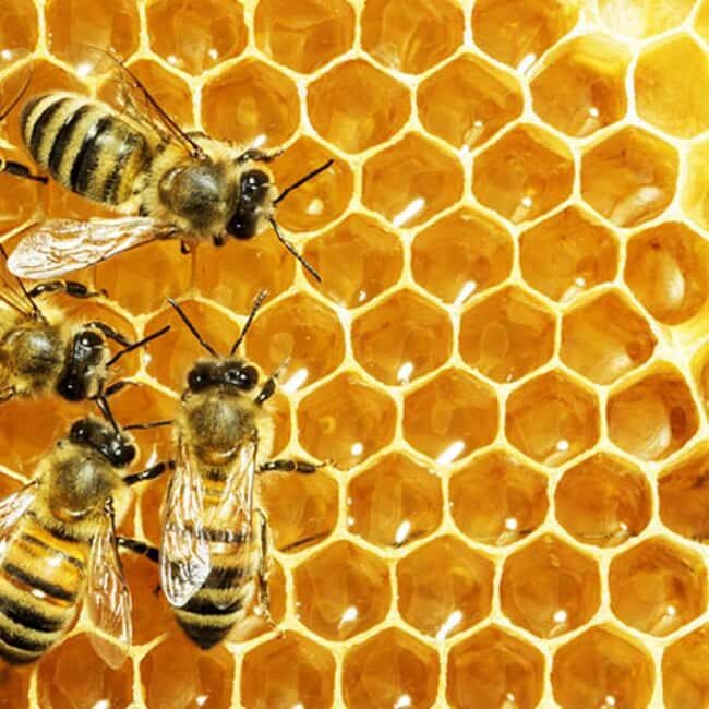 Zanzibar: Jozani Forest, Butterfly Center, & Beekeeping Tour - What Reviewers Say