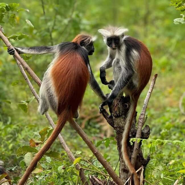 ZANZIBAR: Jozani Forest, butterfly center & Reptile park - Key Points