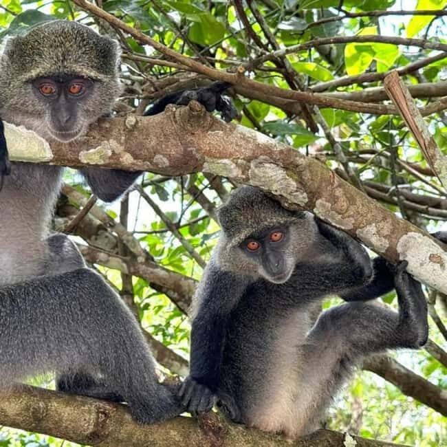 ZANZIBAR: Jozani Forest, butterfly center & Reptile park - The Fascinating Reptile Park: UWEMAJO Reptile Sanctuary