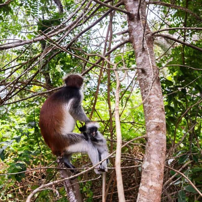 ZANZIBAR: Jozani Forest, butterfly center & Reptile park - Additional Highlights & Practical Tips