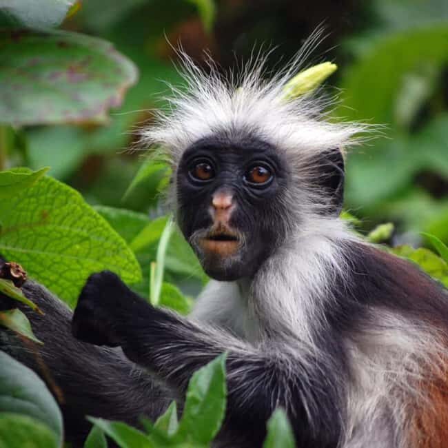 ZANZIBAR: Jozani Forest, butterfly center & Reptile park - What Sets This Tour Apart?