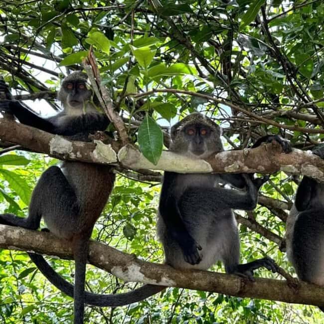 ZANZIBAR: Jozani Forest, butterfly center & Reptile park - Who Will Love This Tour?
