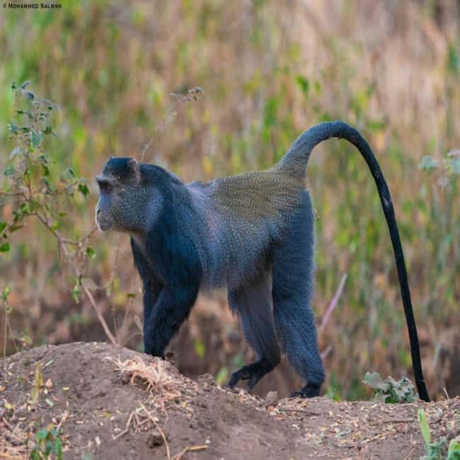 ZANZIBAR: Jozani Forest, butterfly center & Reptile park - FAQ
