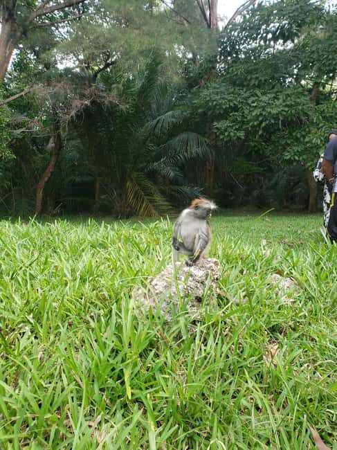 Zanzibar: Jozani forest, Butterfly center & Salaam cave tour - Final Thoughts