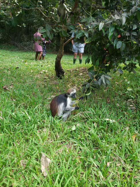 Zanzibar: Jozani forest, Butterfly center & Salaam cave tour - FAQ