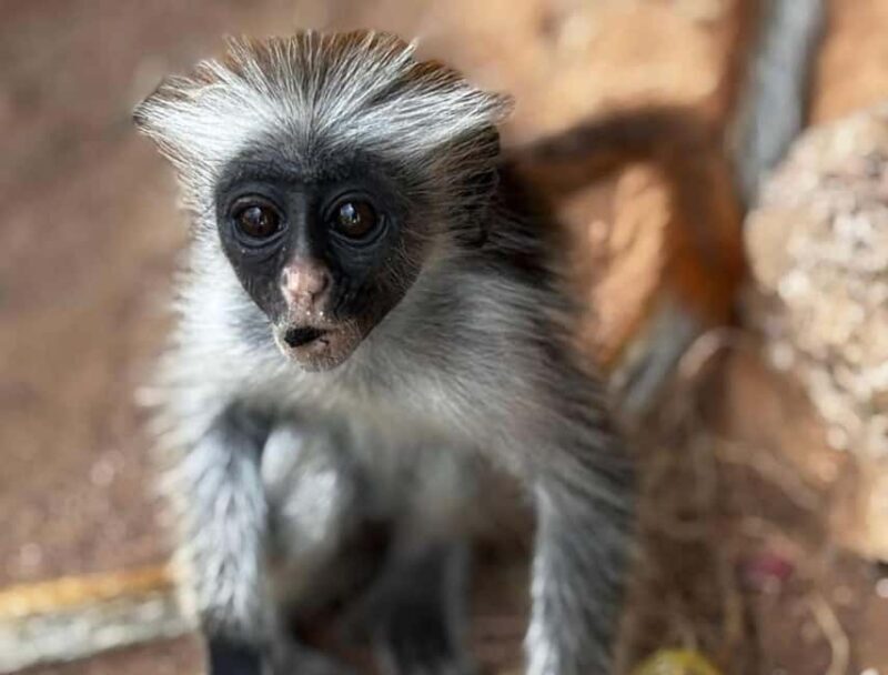 Zanzibar: Jozani forest, Butterfly, Kuza Cave & Paje beach - The Itinerary: What to Expect from Start to Finish