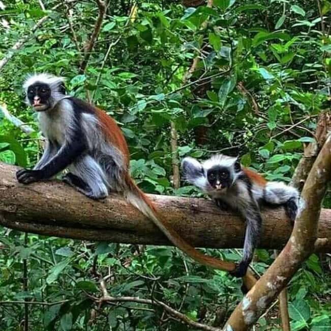 Zanzibar: Jozani forest, Butterfly, Kuza Cave & Paje beach - Why You Should Consider This Tour