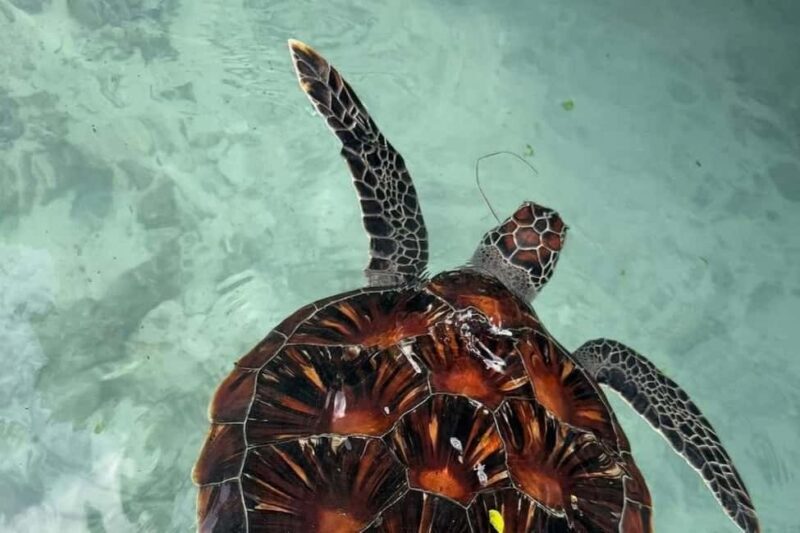 Zanzibar: Jozani forest, Butterfly, turtles & Mtende beach - The Authentic Experience: What Sets It Apart