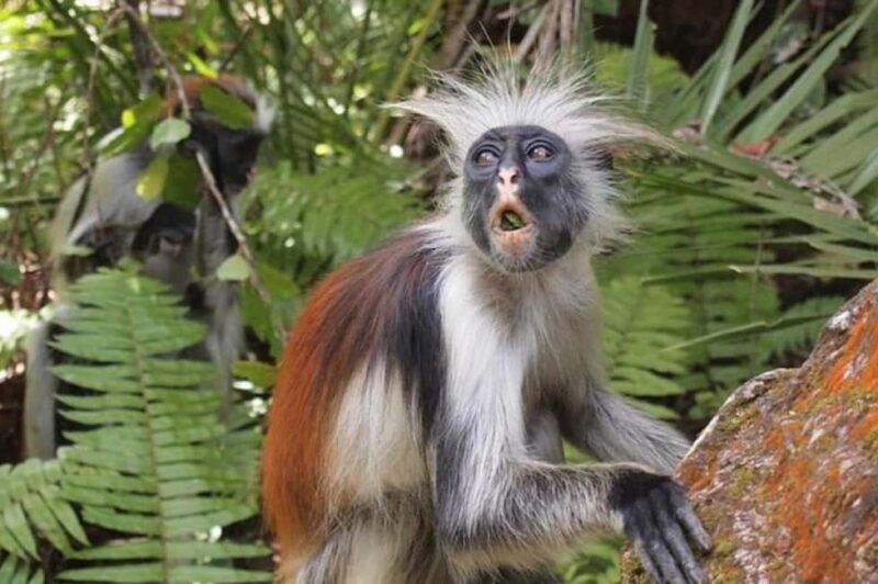 Zanzibar: Jozani forest full day tour - Exploring Jozani Forest: The Heart of Zanzibar’s Greenery
