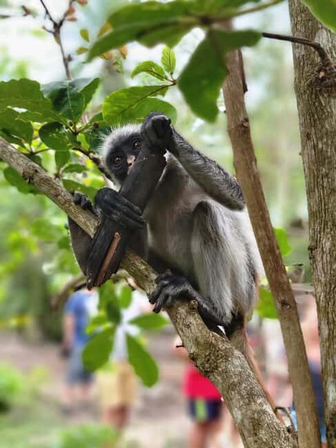 Zanzibar: Jozani Forest Guided Tour with Hotel Transfer - Key Points  