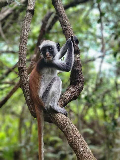 Zanzibar: Jozani Forest Guided Tour with Hotel Transfer - A Walk Through Zanzibar’s Only National Park  