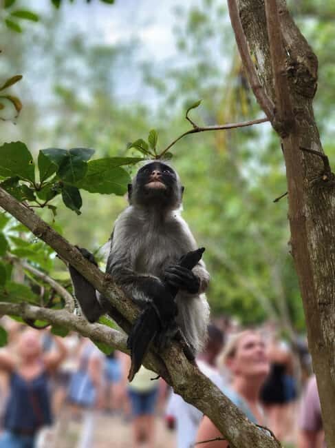 Zanzibar: Jozani Forest Guided Tour with Hotel Transfer - Why This Tour Matters  