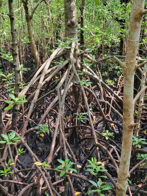 Zanzibar: Jozani Forest Guided Tour with Hotel Transfer - Final Thoughts  