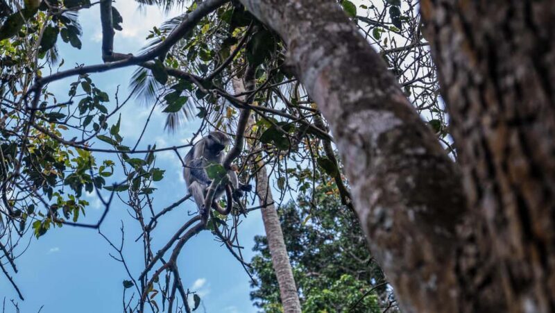 Zanzibar: Jozani Forest Guided Tour,Red Colobus and transfer - Key Points