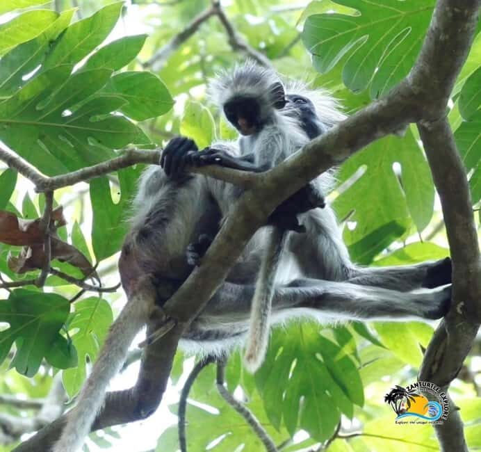 Zanzibar: Jozani Forest, Kuza Cave and Mtende Beach Tour - Final Thoughts: Who Will Love This Tour?