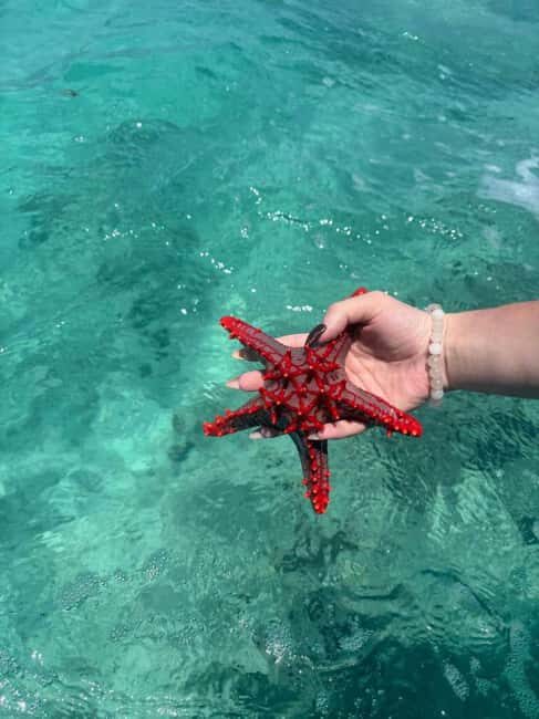 Zanzibar: Jozani Forest, Kuza Cave, & Blue Lagoon + Starfish - Key Points