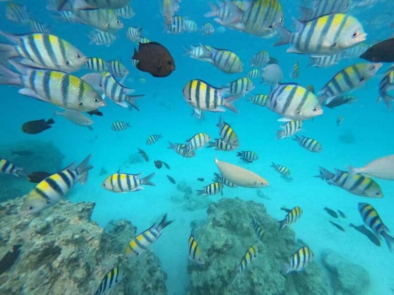 Zanzibar: Jozani Forest, Kuza Cave, & Blue Lagoon + Starfish - FAQs