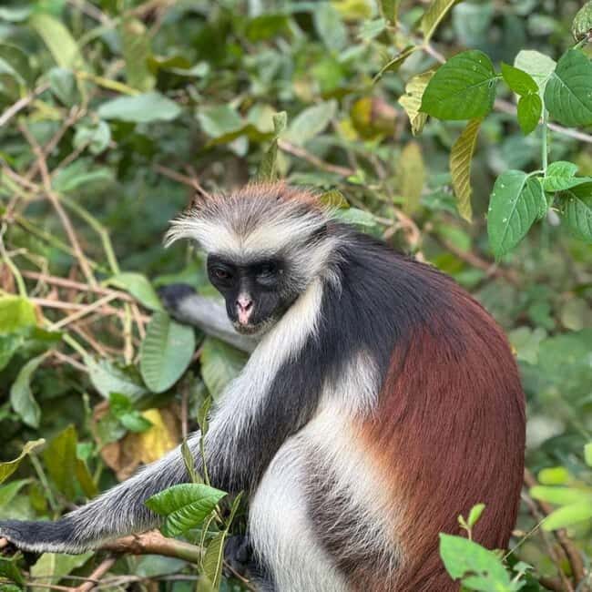 Zanzibar: Jozani Forest, Kuza Cave, The Rock & Mtende beach - The Sum Up