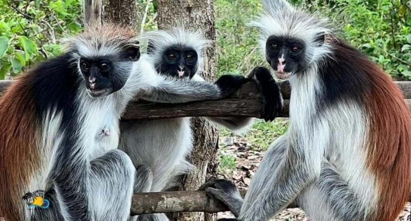 Zanzibar: Jozani Forest, Kuza Cave & The Rock Restaurant - Exploring Zanzibar’s Natural and Cultural Highlights