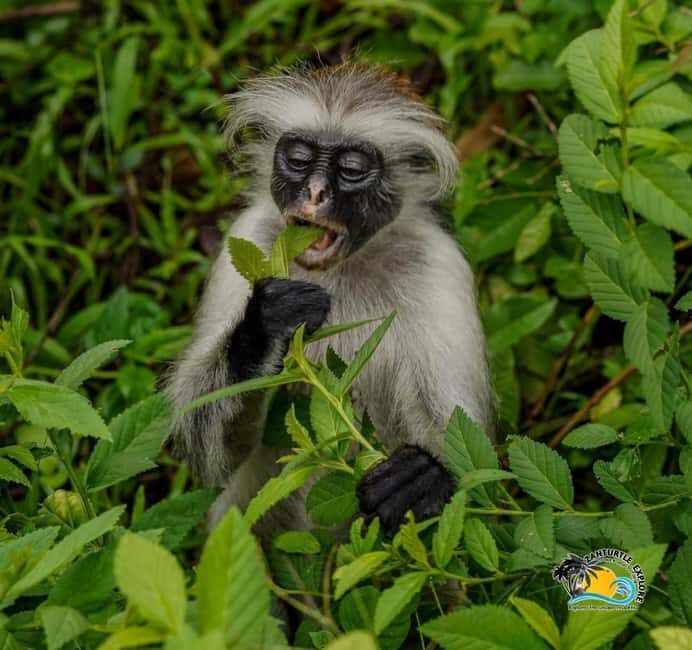Zanzibar: Jozani Forest, Kuza Cave & The Rock Restaurant - The Value of This Experience