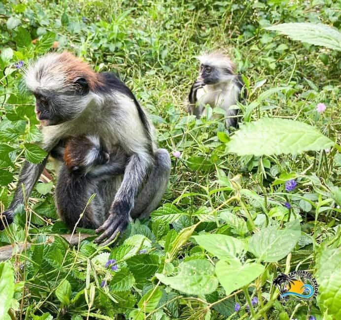 Zanzibar: Jozani Forest, Kuza Cave & The Rock Restaurant - Who Would Benefit Most from This Tour?