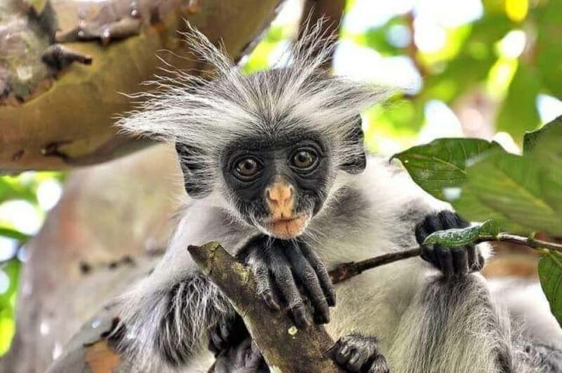 Zanzibar: Jozani Forest & Mangroves Bay Day Trip with Lunch - Key Points
