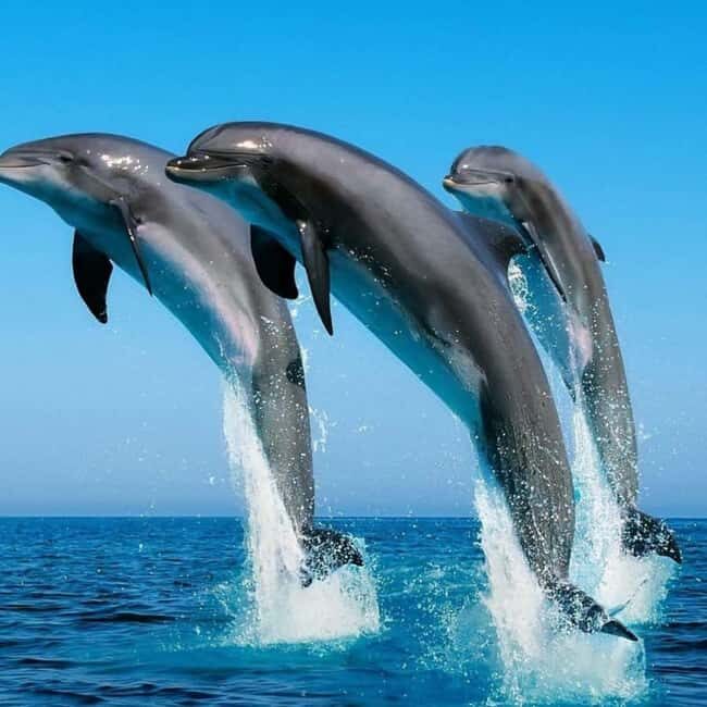 ZANZIBAR: Jozani Forest & Mnemba Dolphin Snorkeling with BBQ - The Sum Up