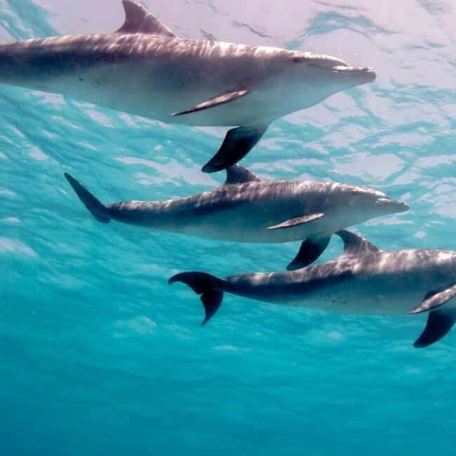ZANZIBAR: Jozani Forest & Mnemba Dolphin Snorkeling with BBQ - FAQ